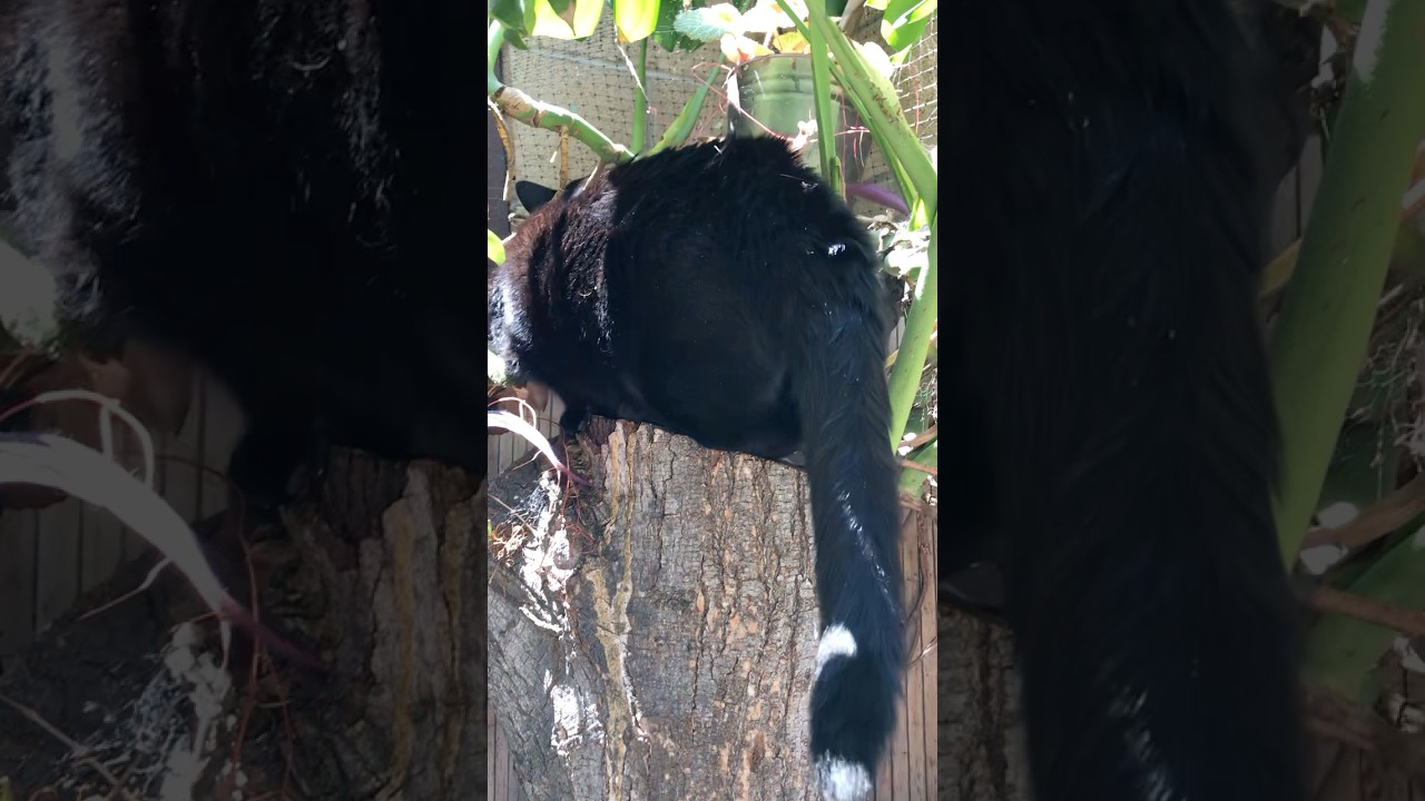 Mini Panther cat always exploring his Gemini heart #cat #munchkincat #blackcat #minipanther #anime