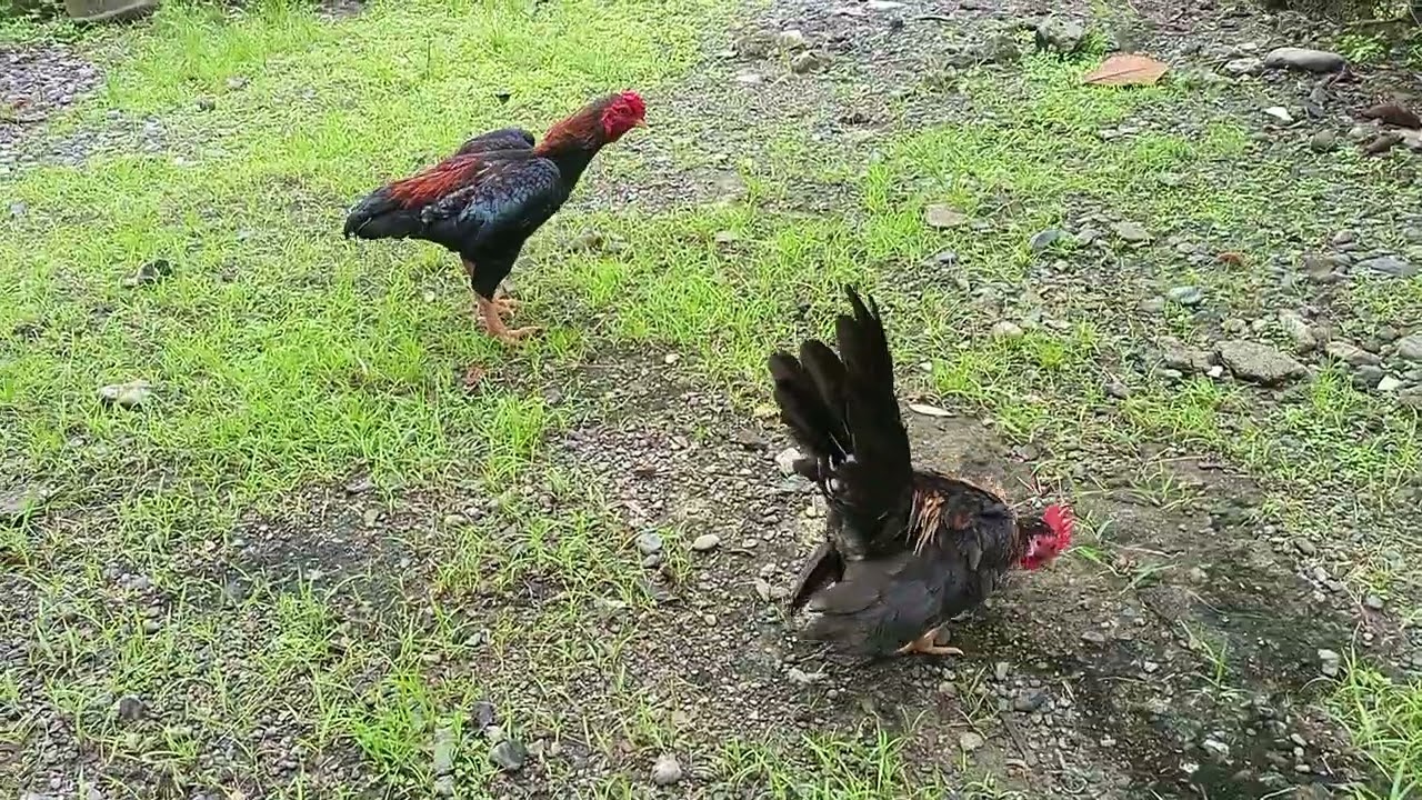SERAMA AND KO SHAMO ROOSTER