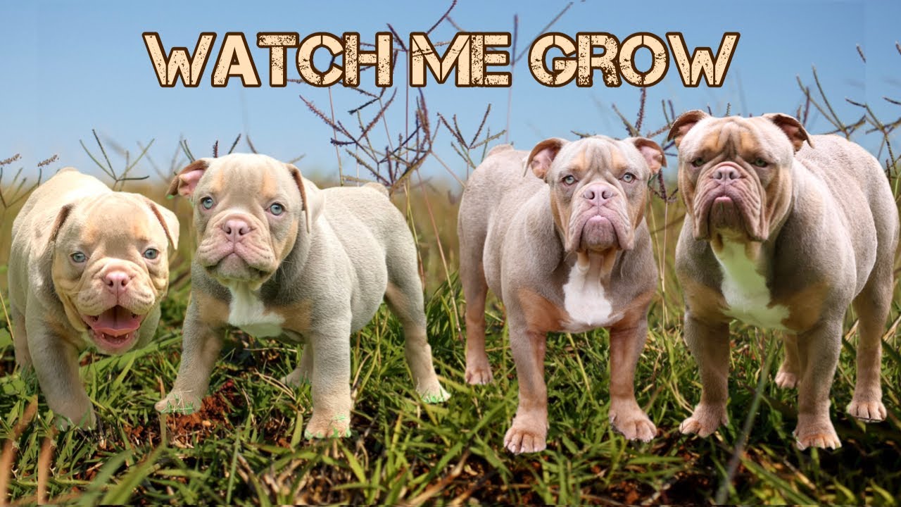 OLDE ENGLISH BULLDOG GROWING UP FROM 8 WEEKS TO 1 YEAR | LILAC TRI