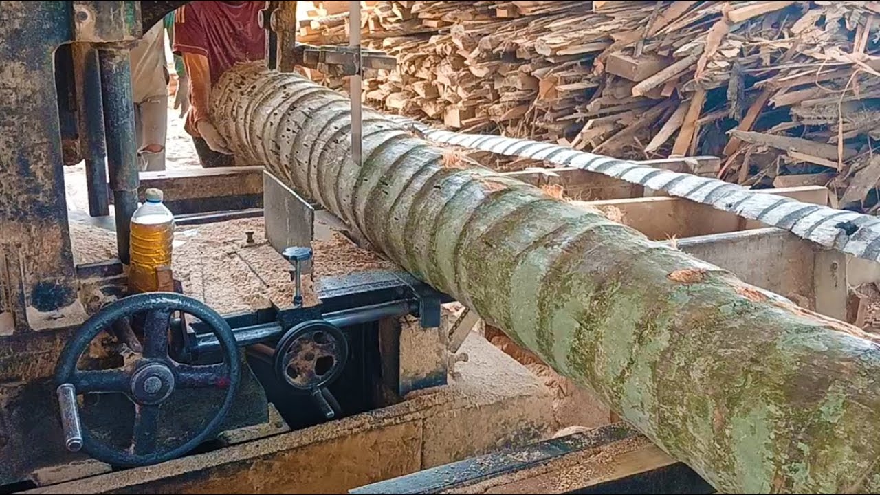 Sawing Coconut Trees with World Market Quality – Must Watch!