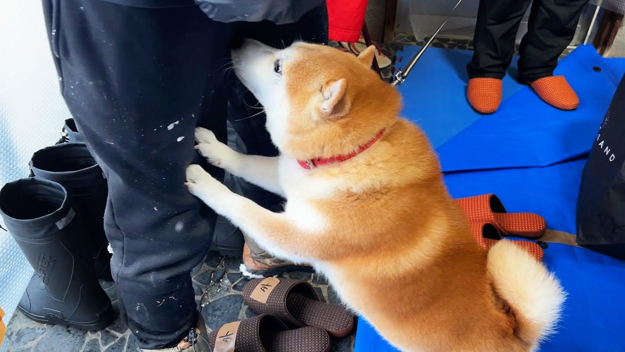 Shibe gives a warm welcome to the uncles who gave him relief supplies by bringing slippers.