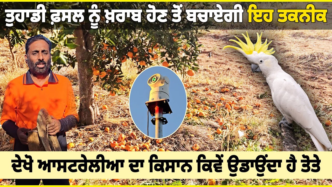 See how farming works with technology in Australia! ਦੇਖੋ ਬਾਗ ਵਿੱਚੋਂ ਤੋਤੇ ਉਡਾਉਣ ਦਾ ਆਇਆ ਇੱਕ ਨਵਾਂ ਤਰੀਕਾ