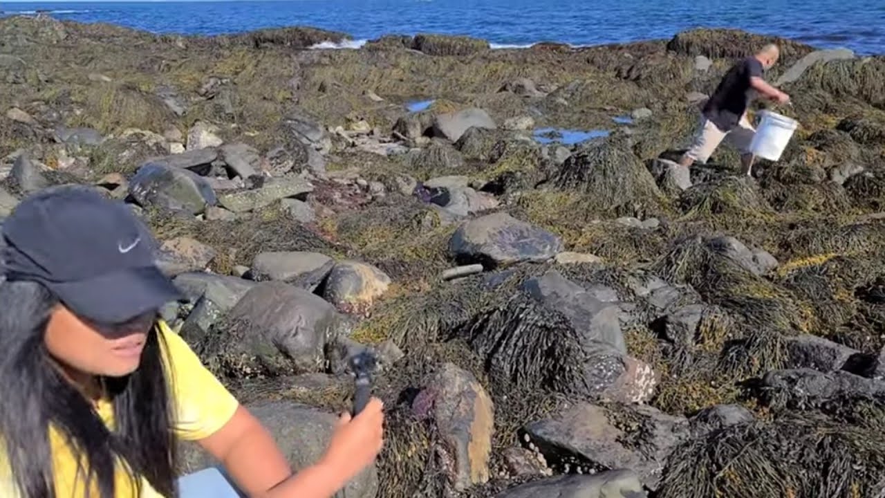 Khmer USA ចាប់ឆាខ្យៅញ៉ាំ Catching Fresh Periwinkles (Sea Snails) In New Hampshire Part 2