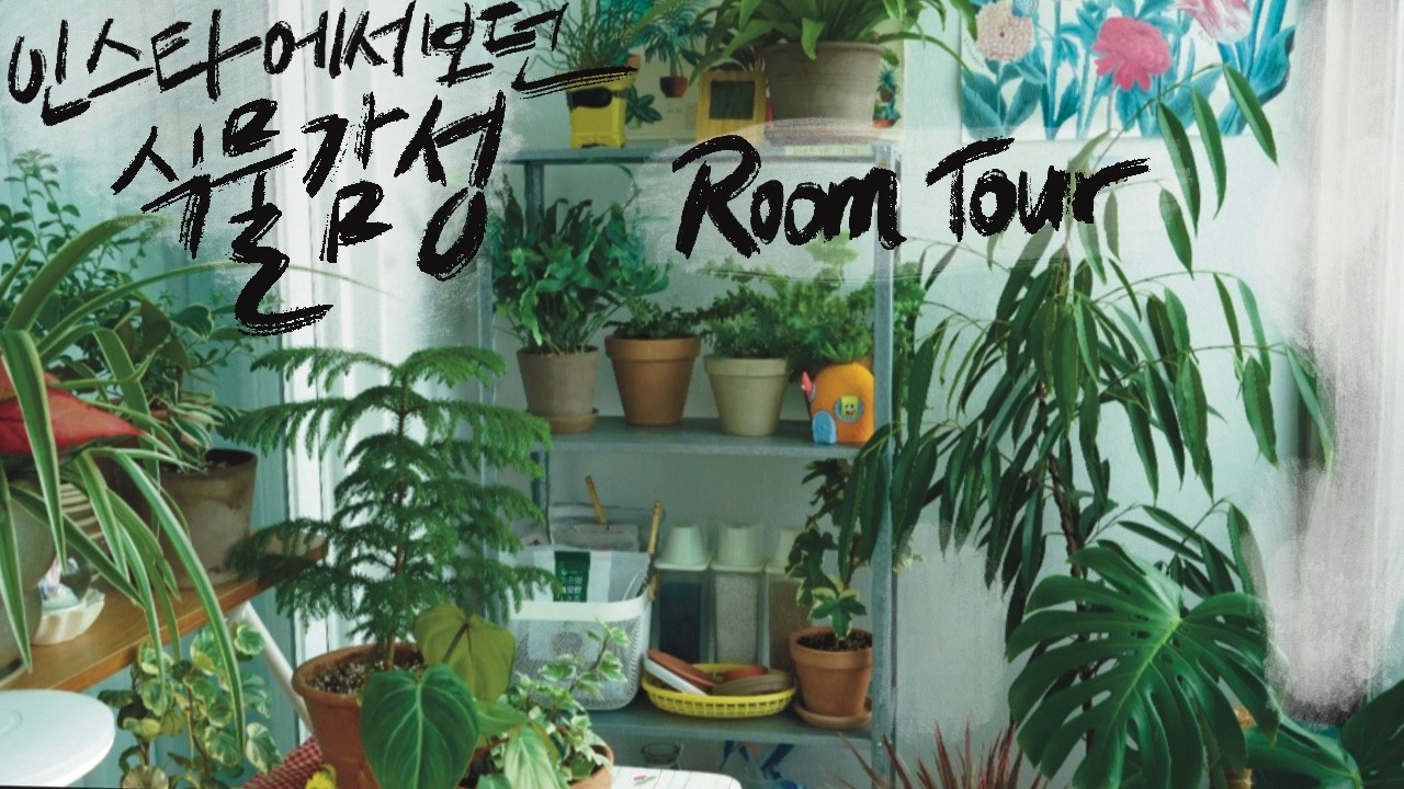 [RoomTour]크리스마스 식물은 겨울에 사면 늦어! 여름에 꿀팁 미리 알기 / 물 줘도 잎이 쭈글거리는 이유는? / 식집사의 영양제 구경하기 /수아베올렌스 나눔하러 수원가다-1
