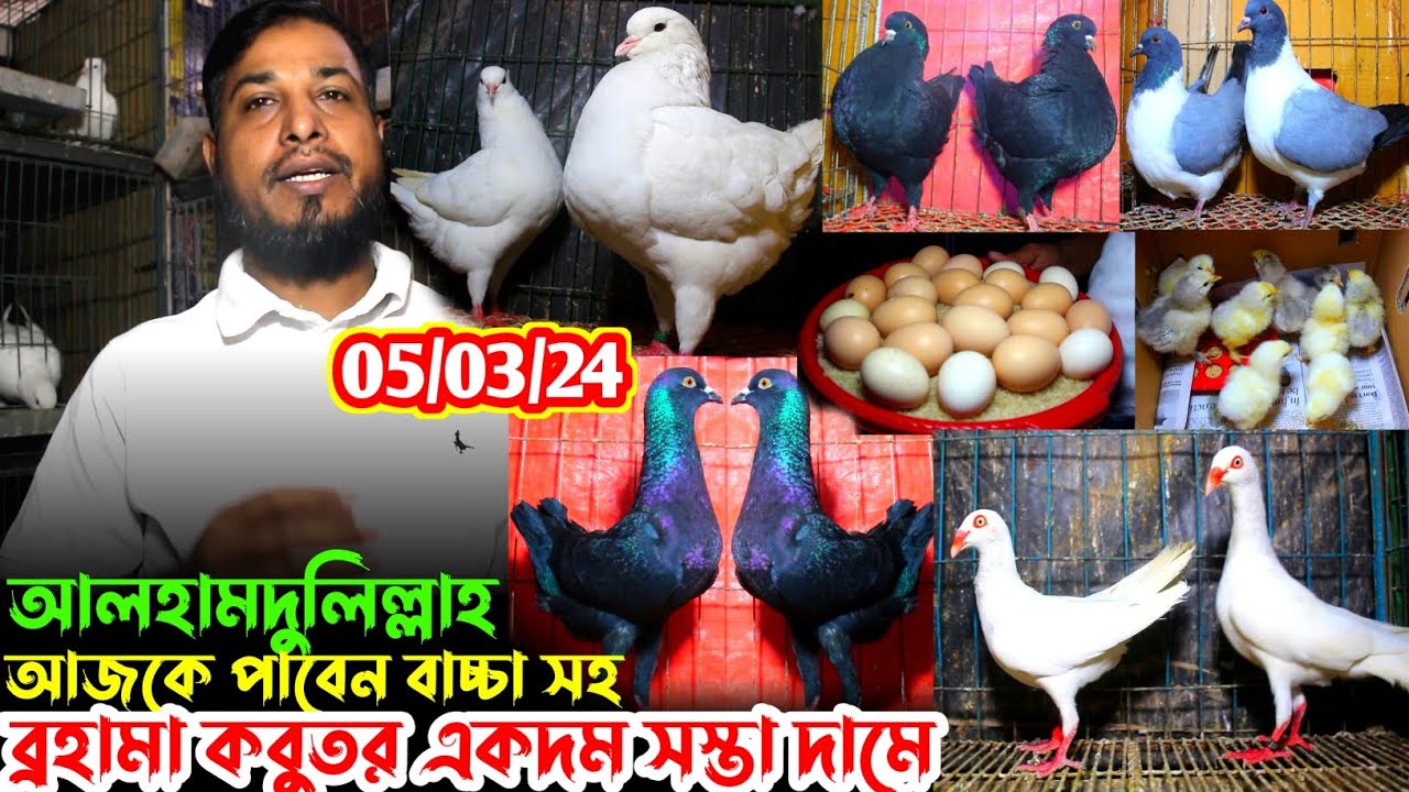কম দামের চেয়ে অনেক কম দাম // ব্রাহামা মুরগির ডিম বাচ্চা সহ চমক // সবচেয়ে কম দামে ফেন্সি কবুতর কিনুন