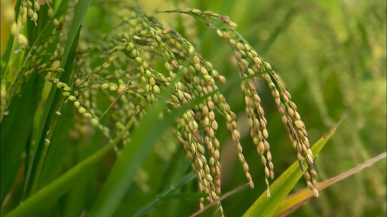 Bg 375 rice variety | New samba rice variety in Sri Lanka | #agriculture #ricecultivation #shorts