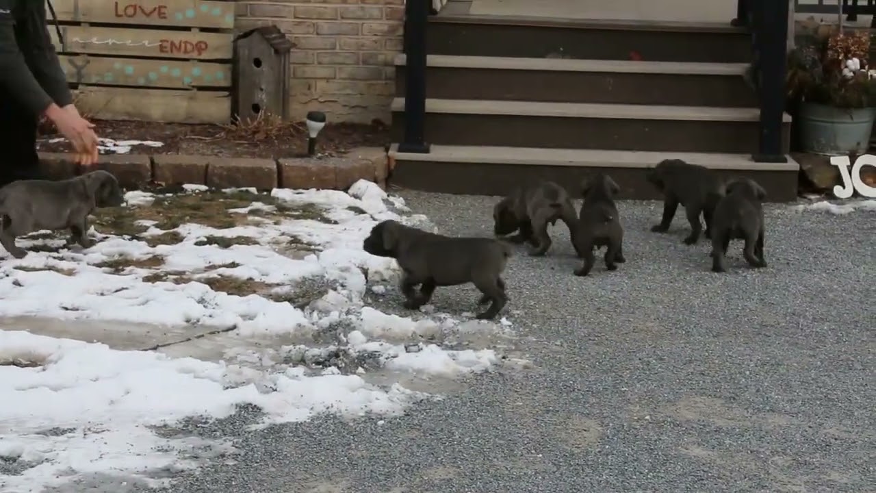 Cane Corso Puppies For Sale