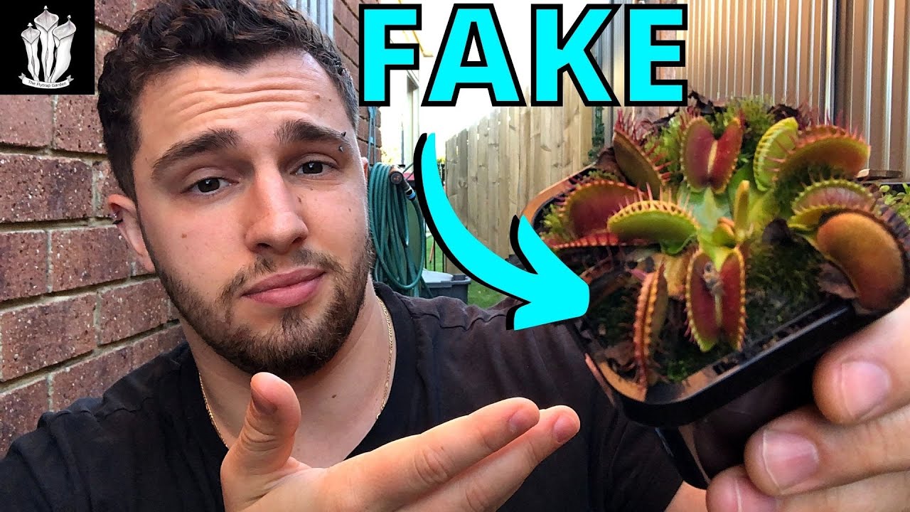 Why Your Flytrap Seeds are Fake - Venus Flytrap