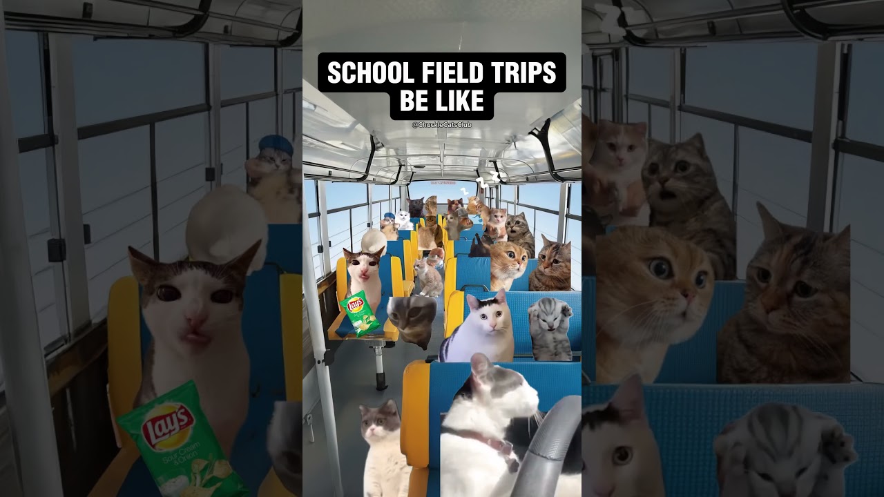 School Field Trips be like #cat #cats #catmeme #catmemes #catvideo #catvideos  #school #student