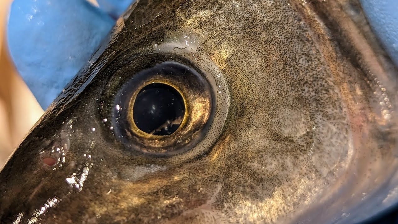 Master Fishmonger assessment, gutting and filling of some European Sea Bass Dicentrarchus labrax