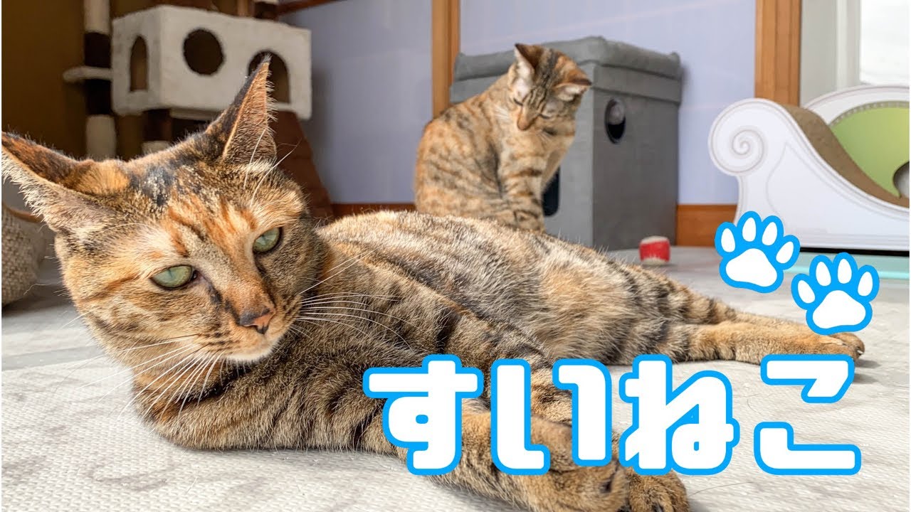 【すいねこ】水曜日の猫配信