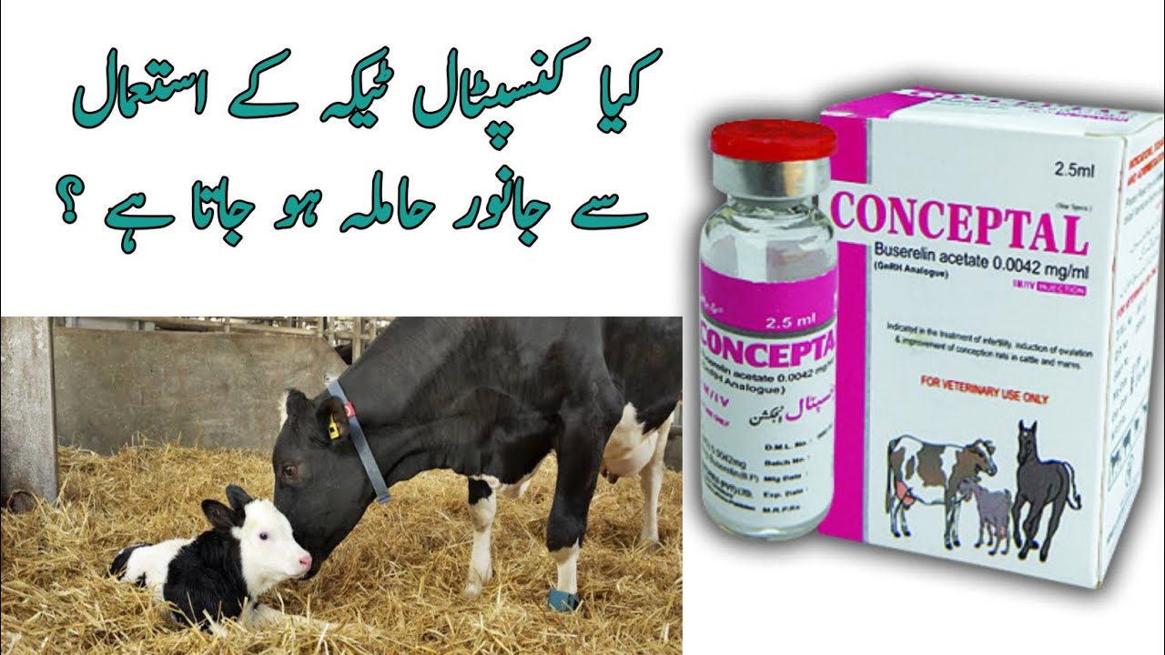 Uses of Conceptal Injection| Chances of pregnancy With Conceptal Injection Urdu Hindi | Dr Noman Ali