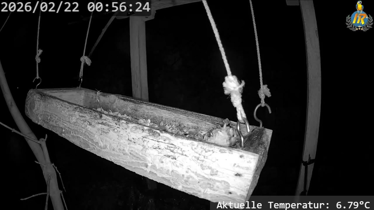 Bird Feeder Live in Switzerland