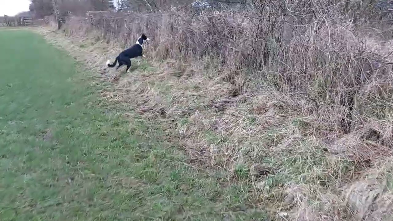 pushing cover with the terriers and lurchers