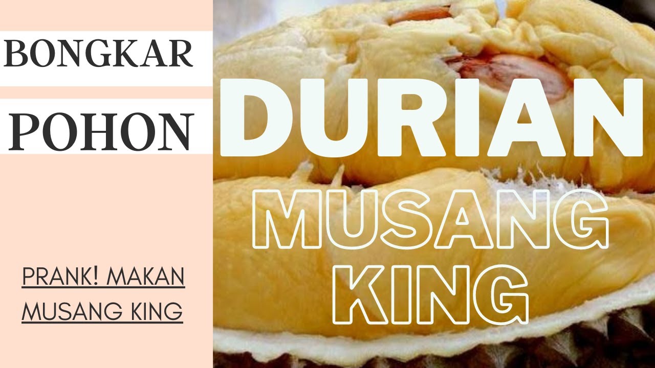 [PRANK[ REAKSI EMAK EMAK MAKAN PERTAMA KALI DURIAN MUSANGKING TERENAK || BIBIT DURIAN SIAP BERBUAH