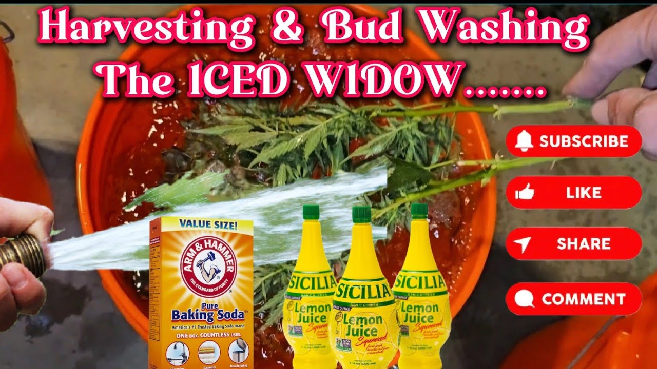 ICED WIDOW Harvest & Bud Washing Tutorial | ⚠️NO IM NOT MAKING CRACK⚠️ #subscribe #garden #seeds