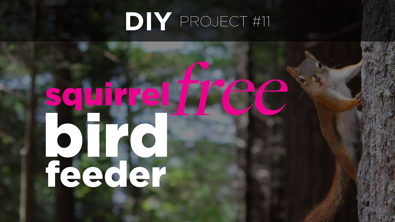 DIY Winning Squirrel-Proof 🐿 Bird Feeder Costing Zero Dollars