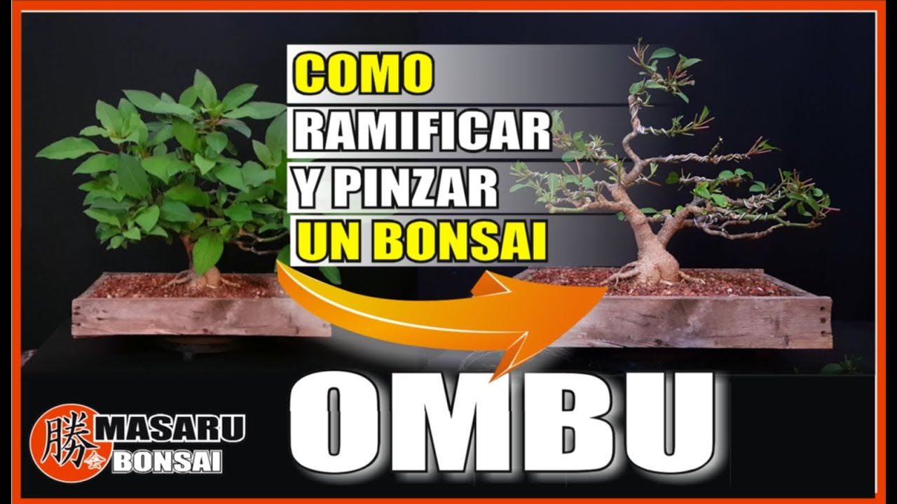COMO RAMIFICAR UN BONSAI DE OMBU! PARA FORMAR UN BONSAI