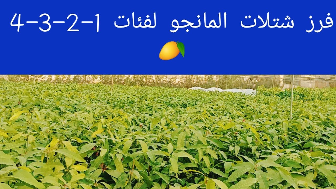 فرز شتلات المانجو السكري لفئات ( 1-2-3-4 ) مشاتل إيجي ستار لتنمية الزراعية 🥭💛 مانجو العرب 🥭