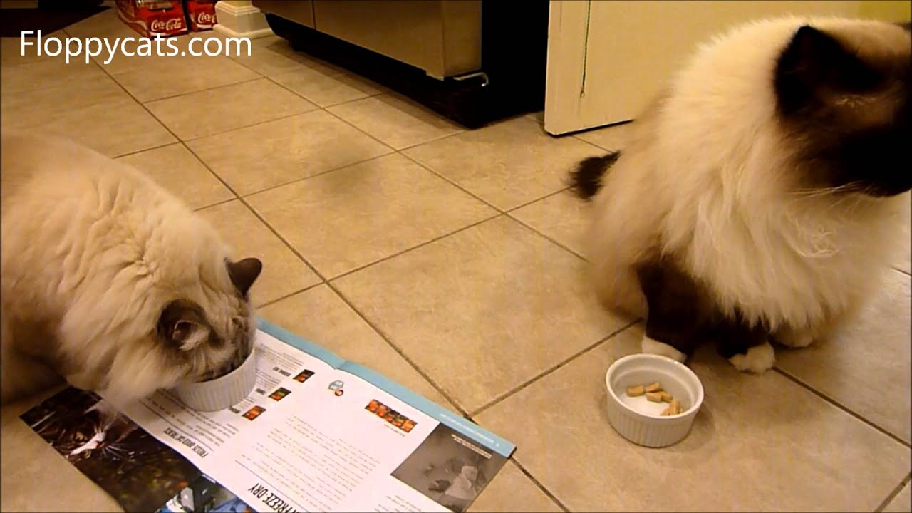 Ragdoll Cats Charlie and Trigg Review Orijen Cat Treats from Chewy.com - ねこ - ラグドール - Floppycats