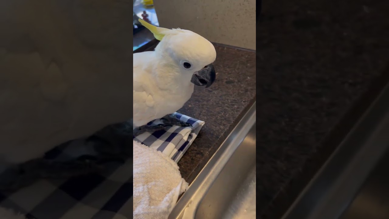 Um dia de spa pro Zezé 🦜!