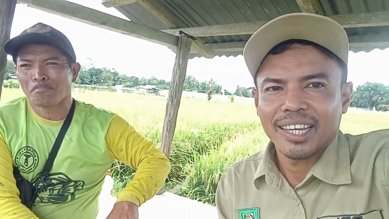 Monitoring perkembangan tanaman padi MR219 di Mukomuko Bengkulu 