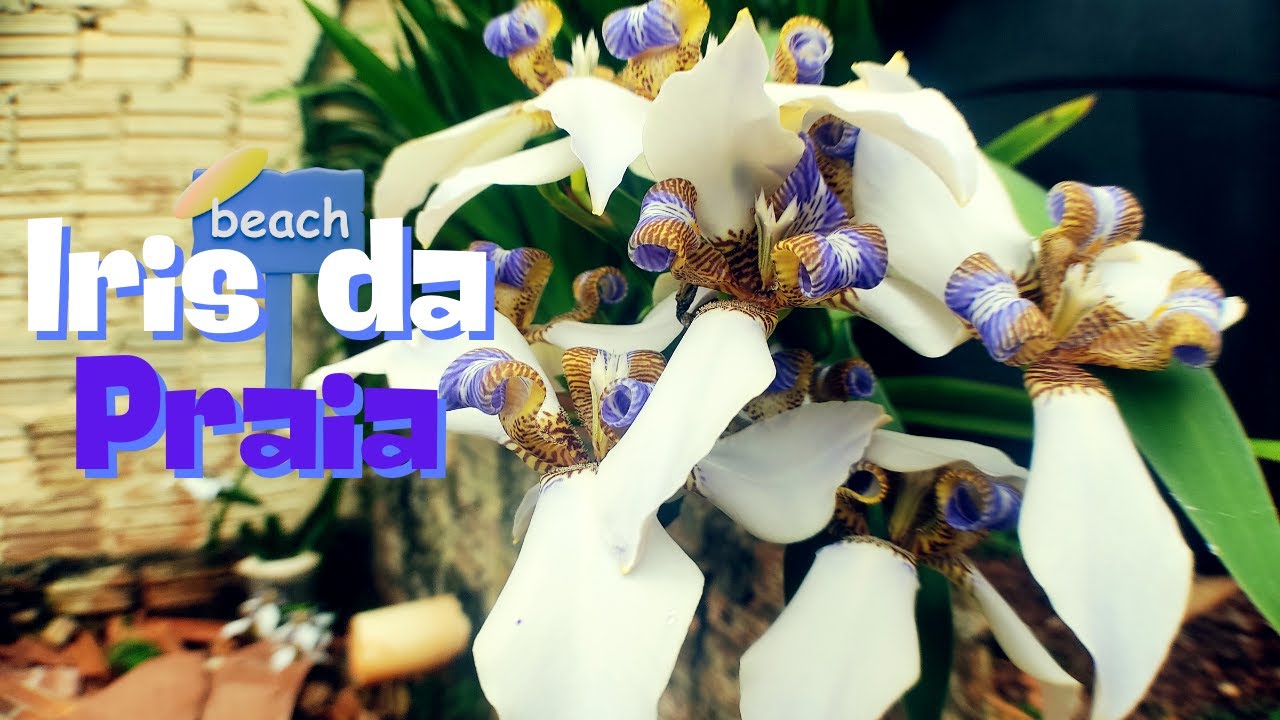 Dicas De Manuseio Da Incrível Iris Da Praia