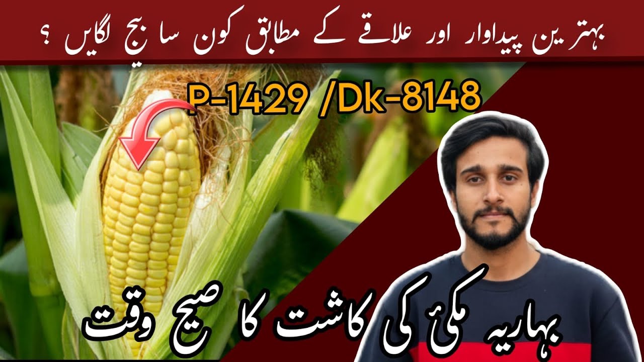Spring Corn Sowing in Punjab 2026 | New Sowing Methods by Zain Ul Abdin