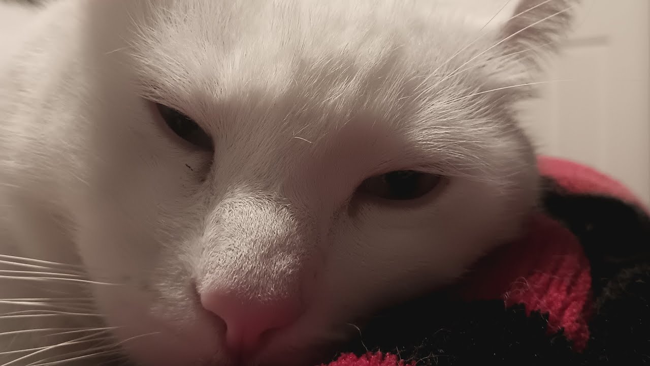 sleeping kittensg 😄