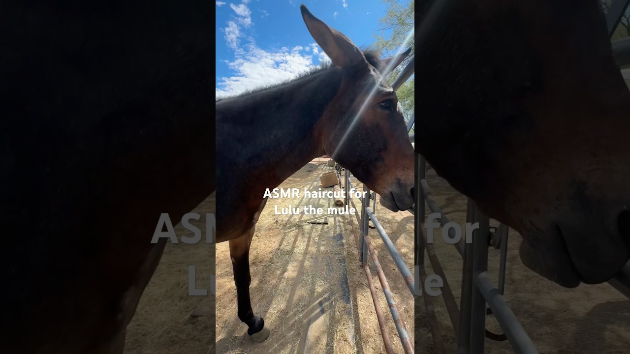 Lulu loves her ASMR haircuts! #asmr #mule #horseasmr