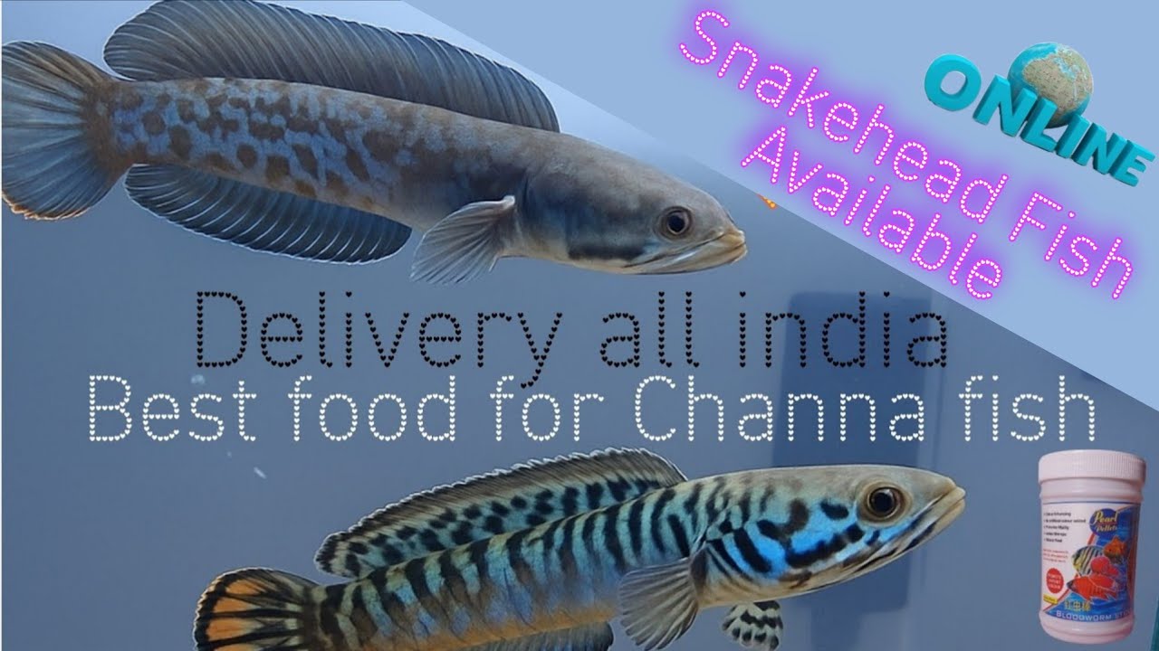 Big snakehead Fish,Channa Fish available, Delivery All india,Best food for ChannaFish, Alpha Aquatic