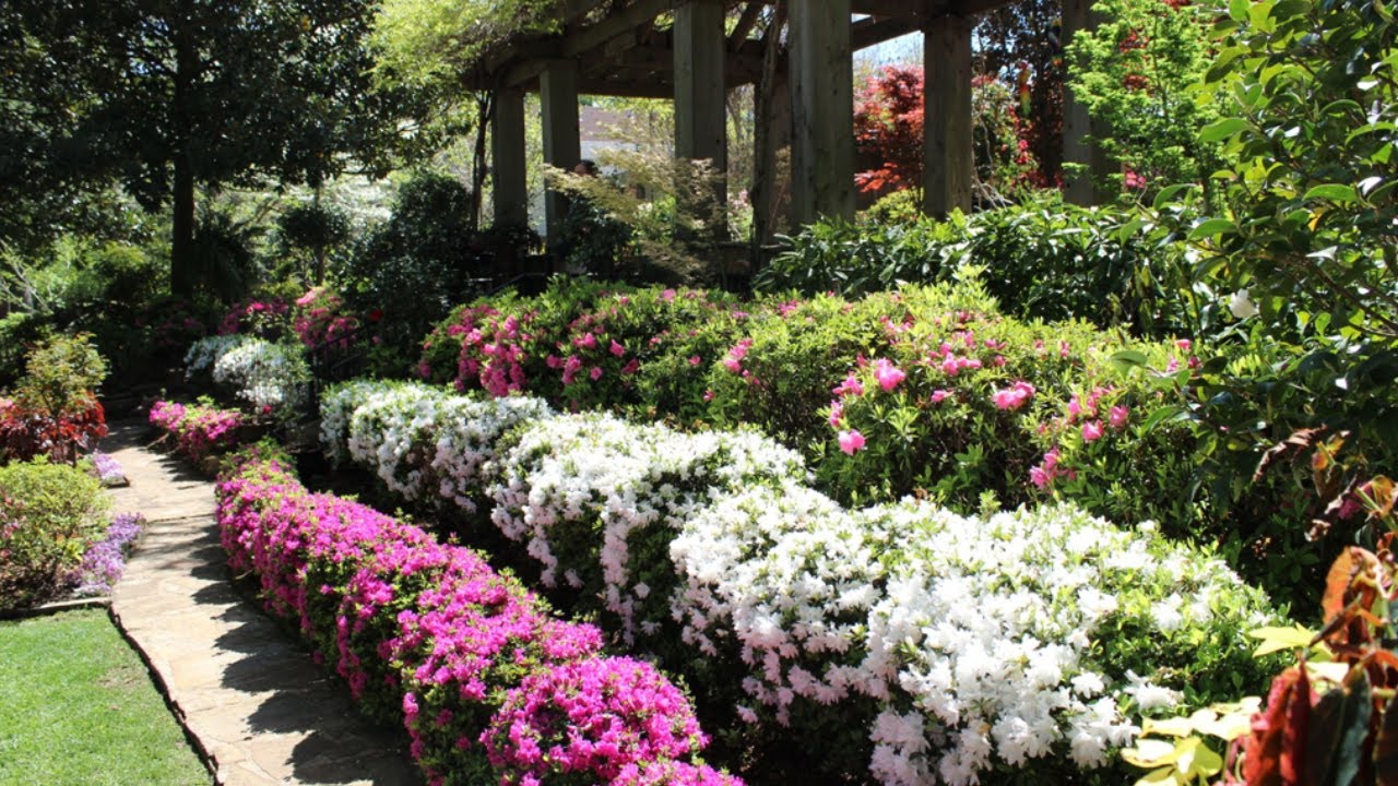 Tyler Texas Azalea and Spring Flower Trail