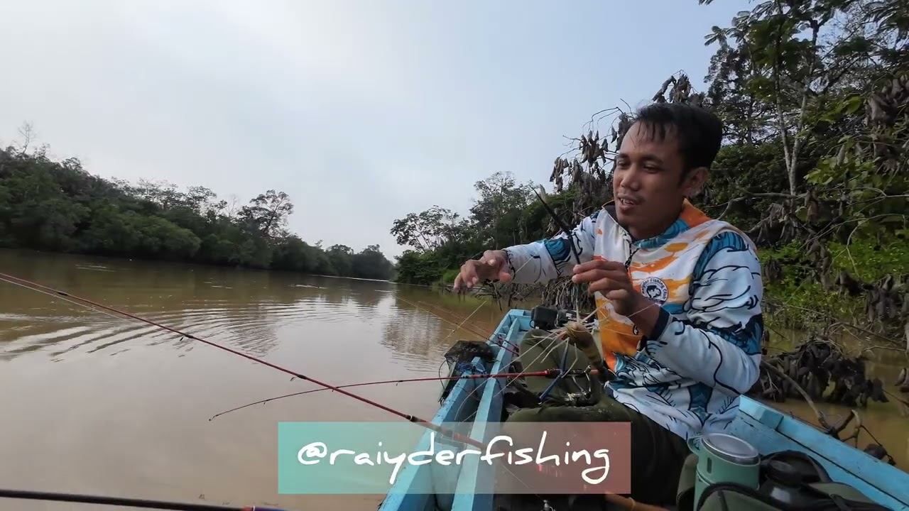 Air sedang, udang sungai Landak kelaparan 