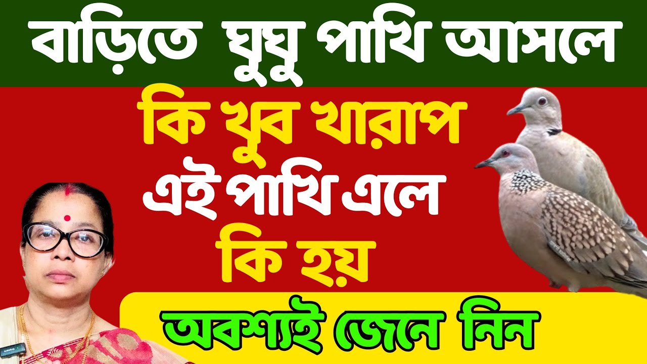 বাড়িতে ঘুঘু পাখি আসলে কি খুব খারাপ এই পাখি এলে কি হয় অবশ্যই জানুন।