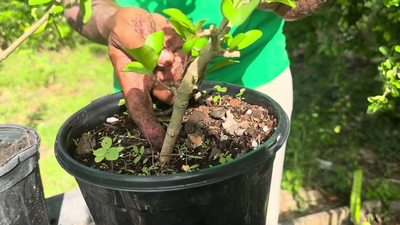 A complete guide on how to propagate a #BarbadosCherry plant start to finish #cherry #propagate