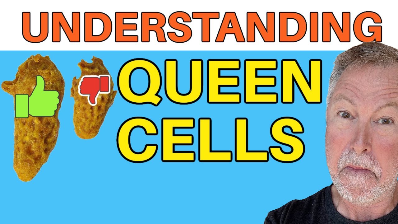 Beekeeping | Queen Cell: Finding Accessing & What To Do