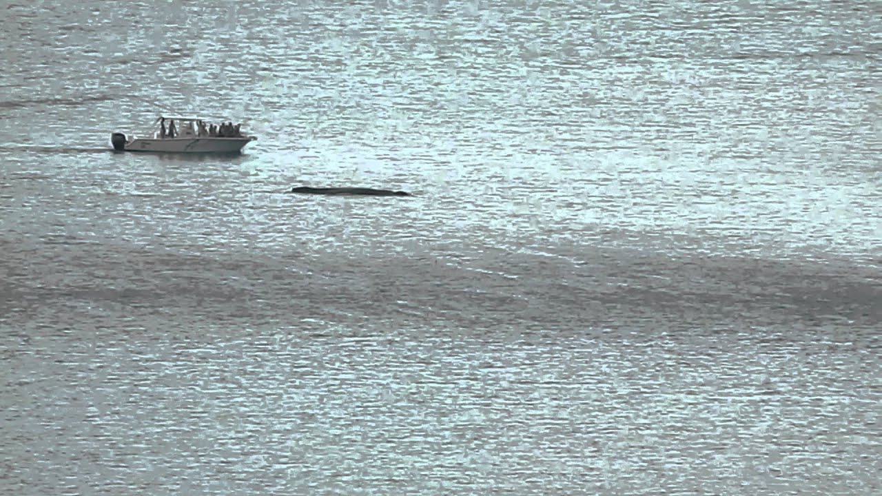 Costa Rica Whales whales Bahia Hermosa