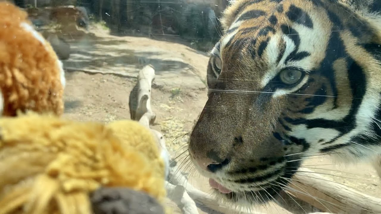 Smilo at the El Paso Zoo