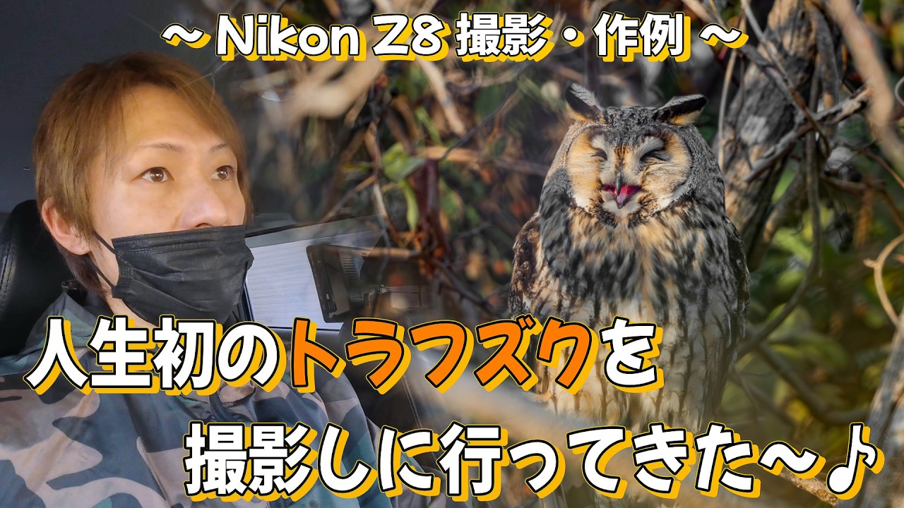 【人生初のトラフズクを撮影しに行ってきた】～ Nikon Z8 撮影・作例 ～ #トラフズク #虎斑木菟 #asiootus #longearedowl #owl #nikon  #z8 #D850