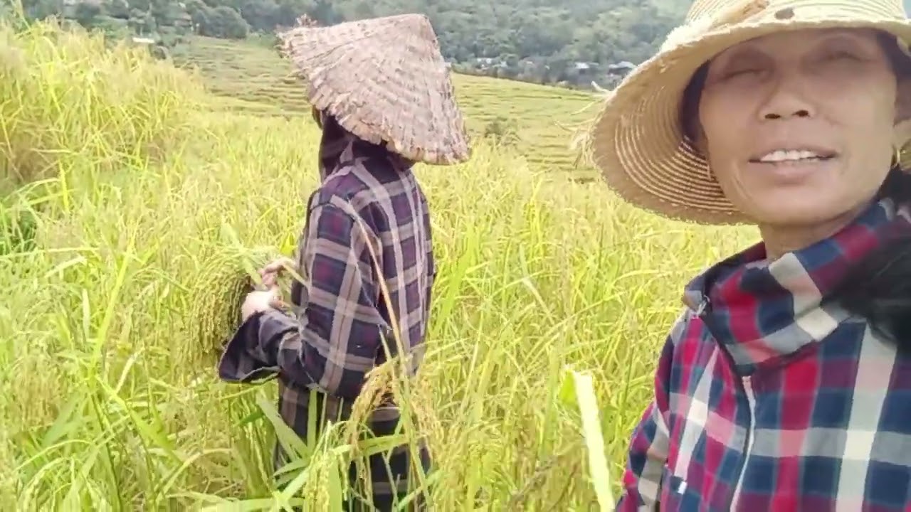 Hai mẹ con gặt lúa về làm cốm a e