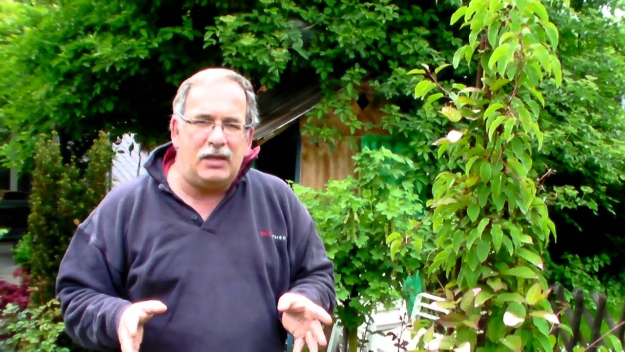 The advantages of summer kiwi varieties (Actinidia kolomikta)