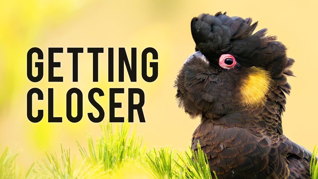 How to Approach Birds for Bird Photography 🦜