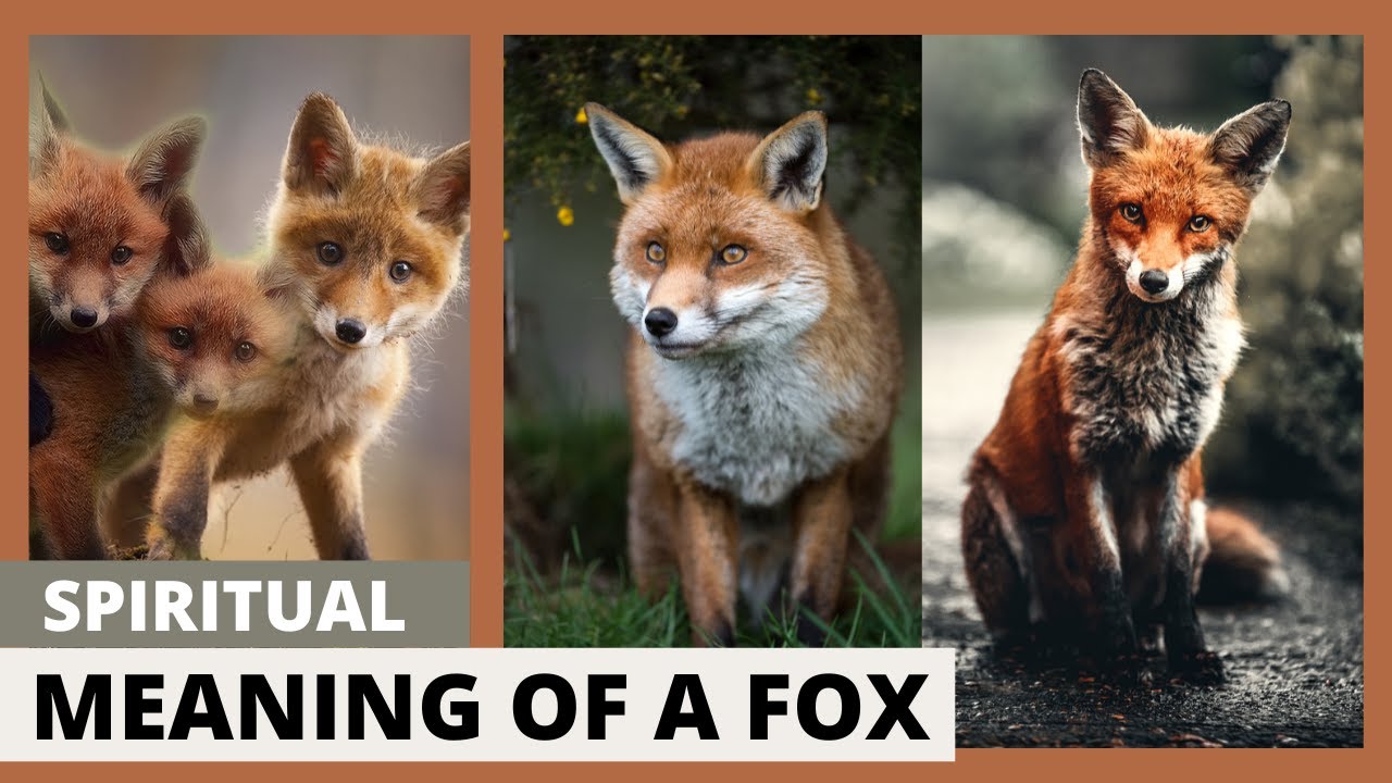 Spiritual meaning of a fox