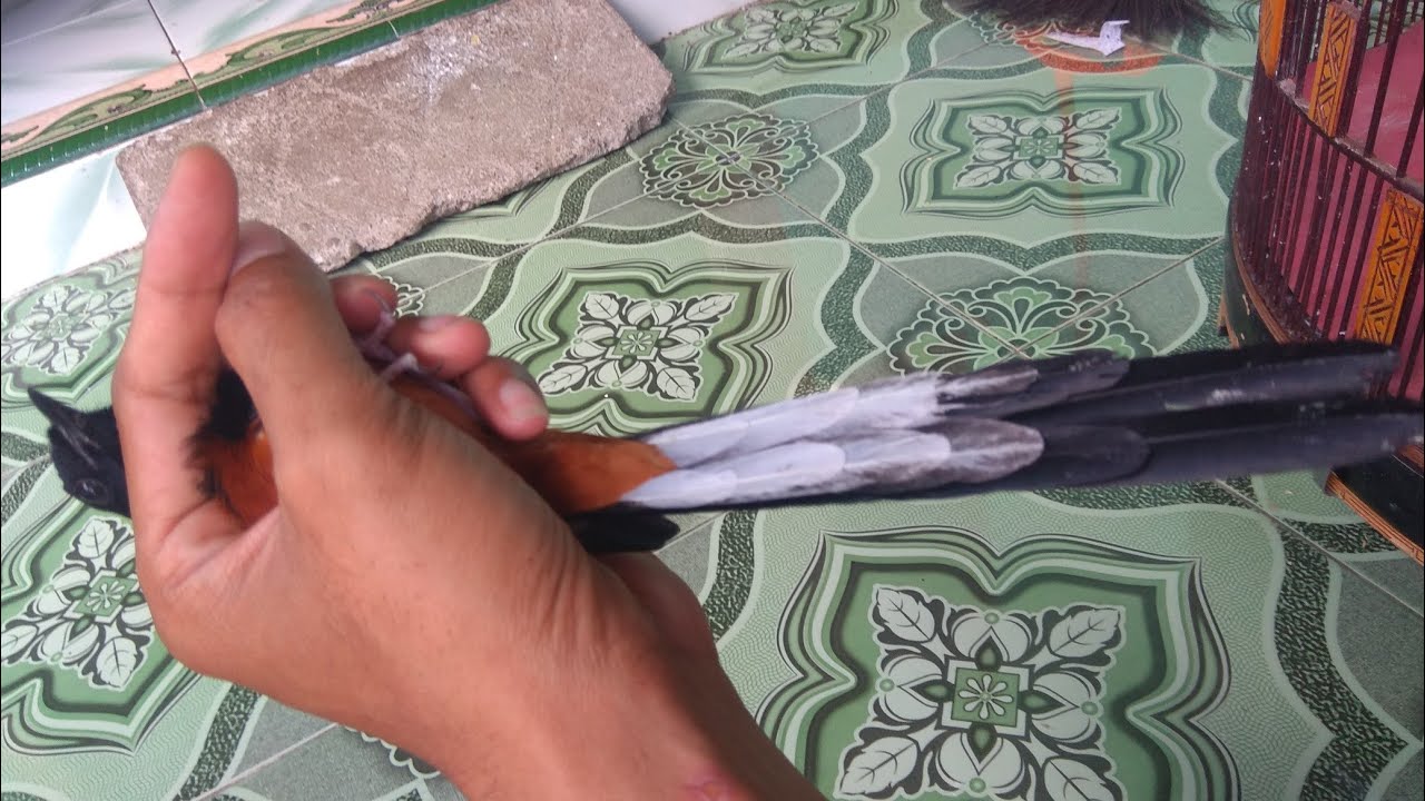 Senin pagi dapat rejeki MURAI BATU balak sembur asli Hutan