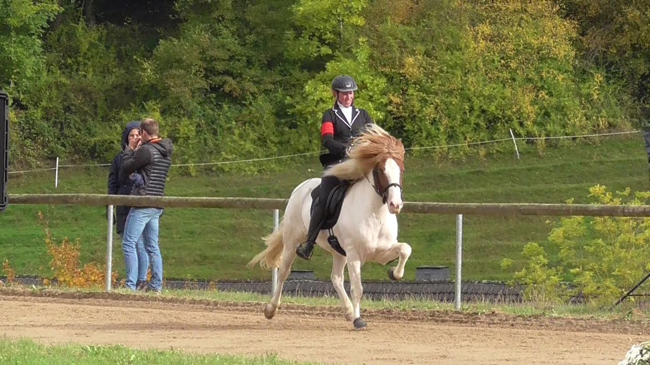 IPZV, Islandpferde Turnier OSI Quinkenhof 2019, Lennestadt, Sauerland