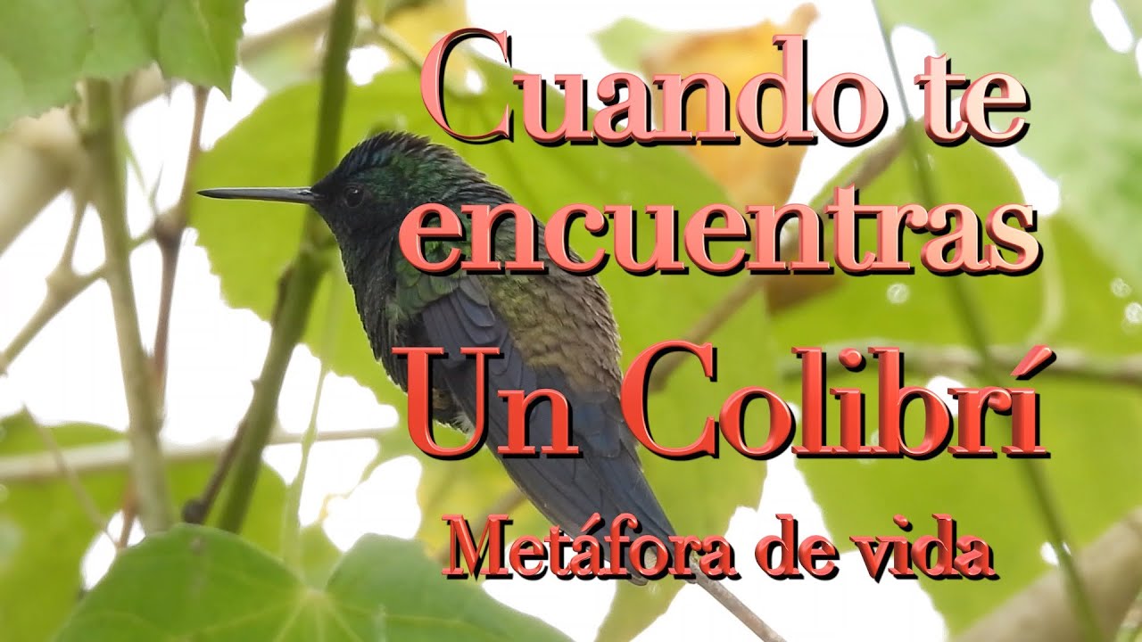 Cuando te encuentras un colibrí, metáfora de vida