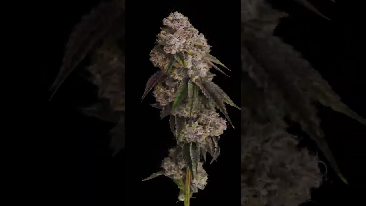 Best Weed Cookies 2090 Sh*t Flower