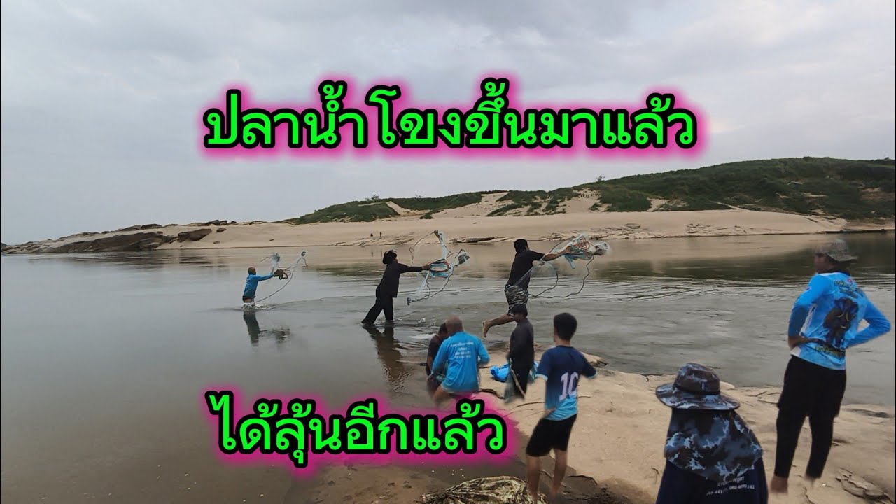 เซียนแหคันท่าค้อ ปลาน้ำโขงขึ้นมาอีกแล้ว