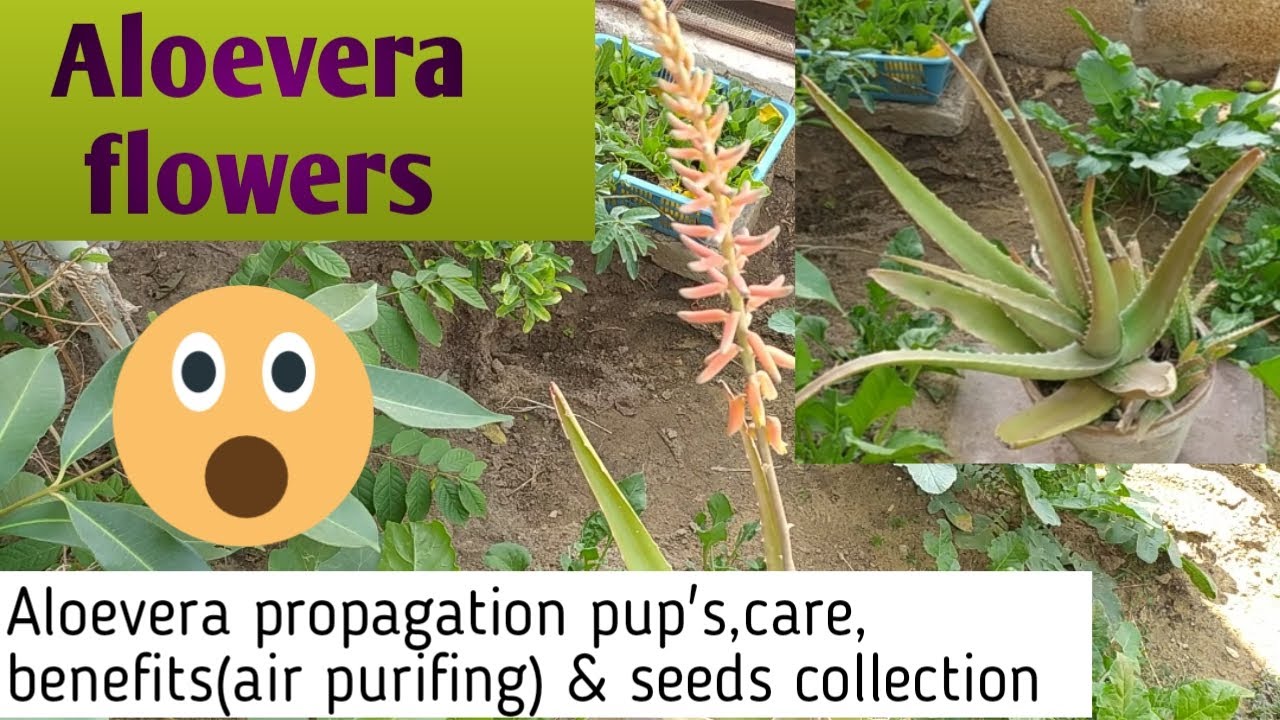 Aloevera plant flowers/ seeds collection/ care/ benefits/Urdu/ Hindi