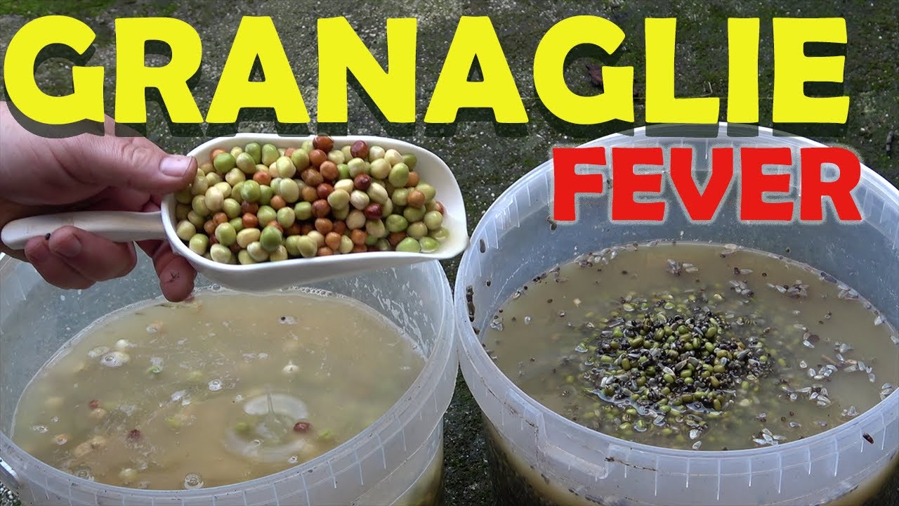 CARPFISHING  granaglie e canapa come pasturare in corrente